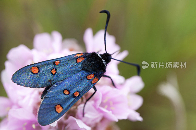 葡萄牙五斑帚蛾(Zygaena trifolii)